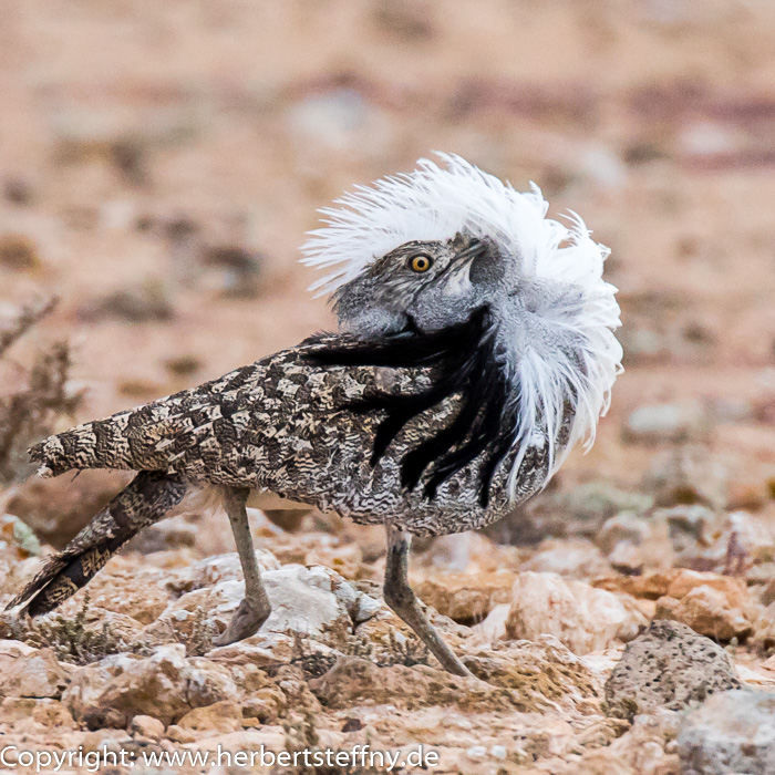 Kragentrappe Houbara Bustard Fuerteventura